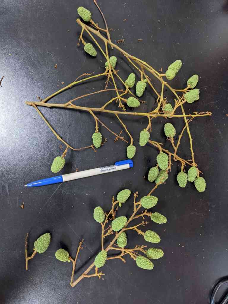 ▲當荔枝果粒發育至約1.5-2公分時,荔枝細蛾即會前來產卵為害,為害症狀主要為落果。(台中農改場提供)