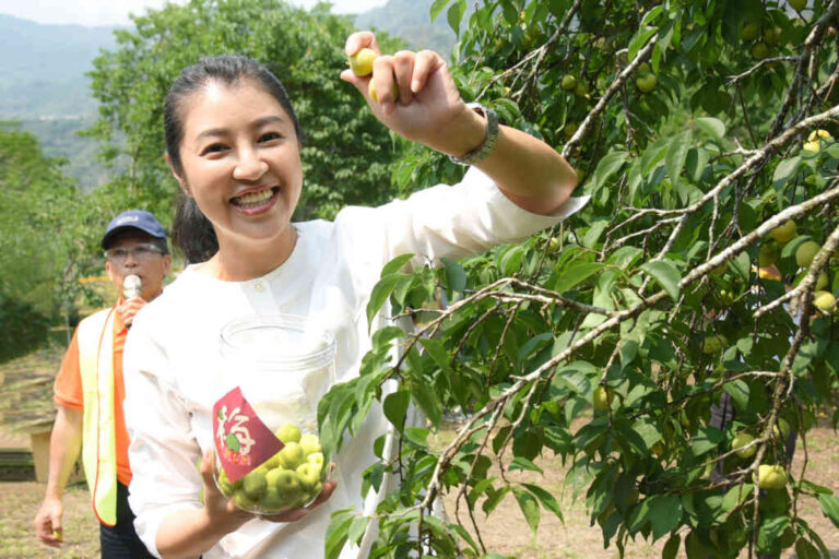 ▲南投梅子節，愈來愈有趣，南投縣長許淑華在有機梅園中採梅，也歡迎遊客到國姓梅園秘境，感受腳踩大地、重回山林的美好。（張玉泰翻攝）