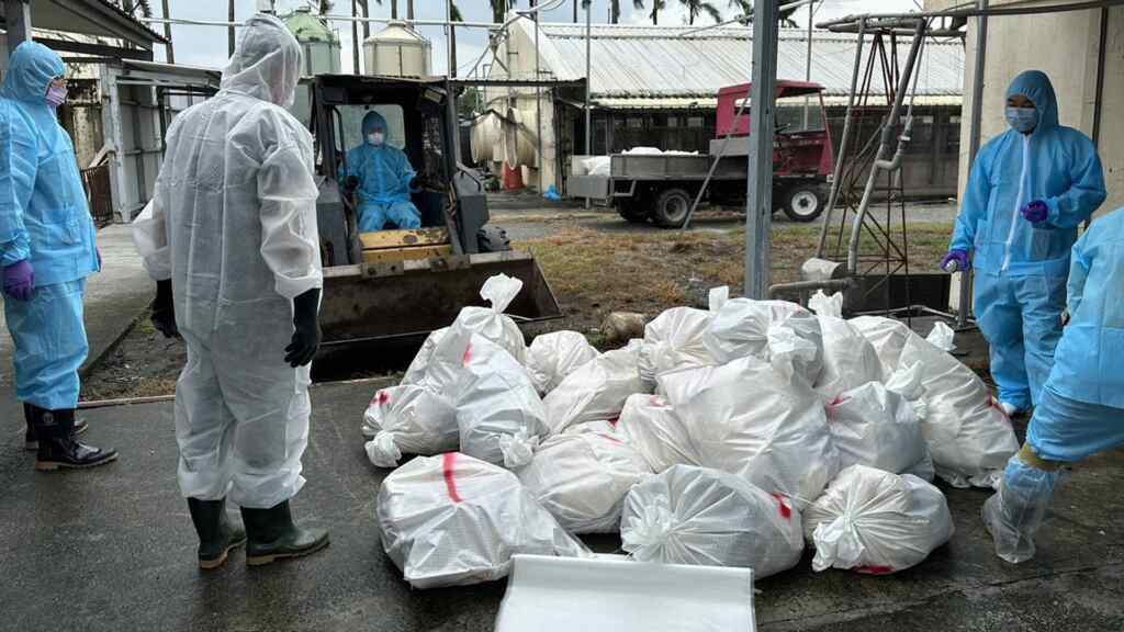 ▲彰化縣北斗鎮1場種鵝場確診感染新型H5N1亞型高病原性禽流感病毒，動防所防疫人員於1日完成該鵝場撲殺清場及消毒工作，計撲殺1,478隻鵝。（彰化縣動物防疫所提供）