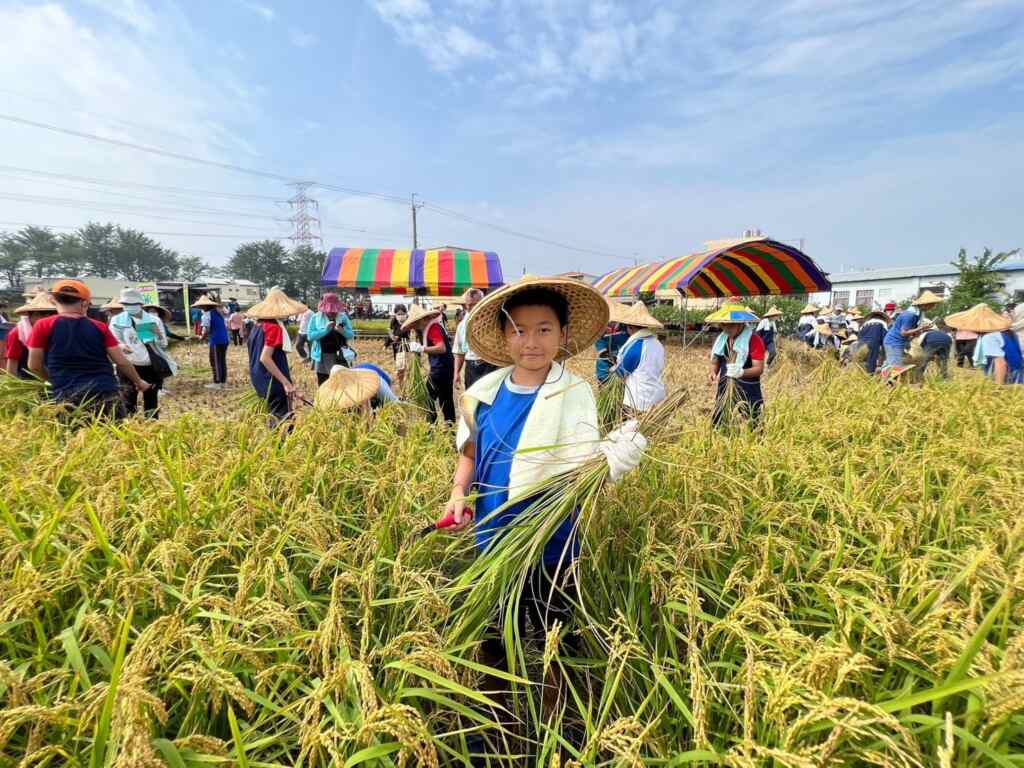 ▲社頭鄉農會辦理「田間拾穗～割稻體驗」活動，邀請清水、朝興及舊社國小的學童一起下田割稻。（記者林明佑翻攝）