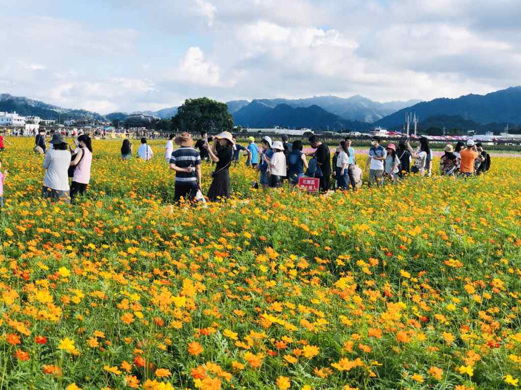 ▲花海裡拍照的民眾。（台中市觀旅局提供）