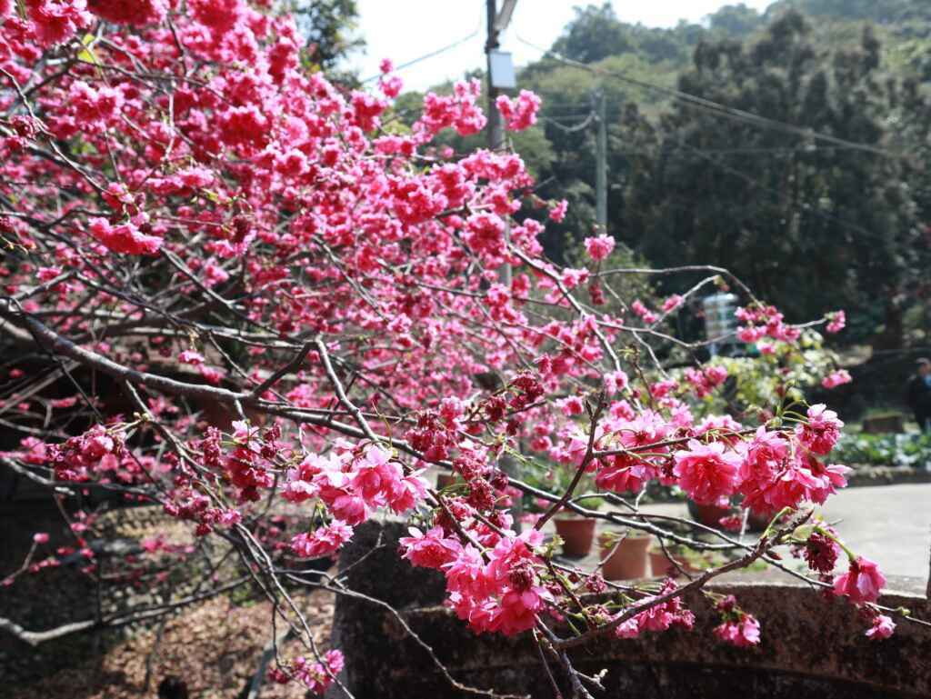 ▲期盼櫻花重現盛開榮景，為社區增添春日美麗風采。（員林市公所提供）