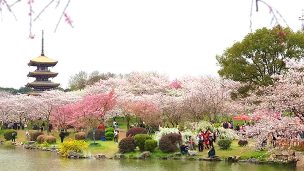 ▲湖北武漢櫻花祭.浪漫騎行.油菜花海.頂級溫泉長江大秀六日。（圖／大鷹旅遊 提供）