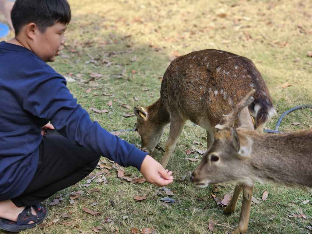 與梅花鹿近距離接觸