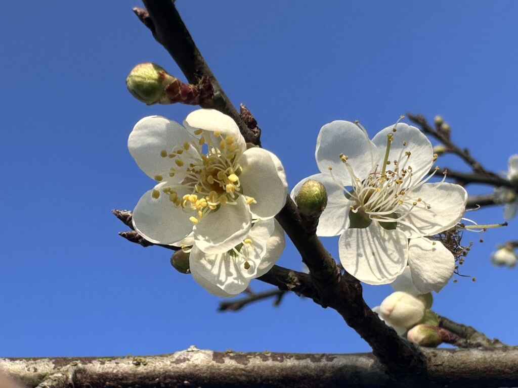 2025年梅嶺梅花盛開(福來百年老梅園)