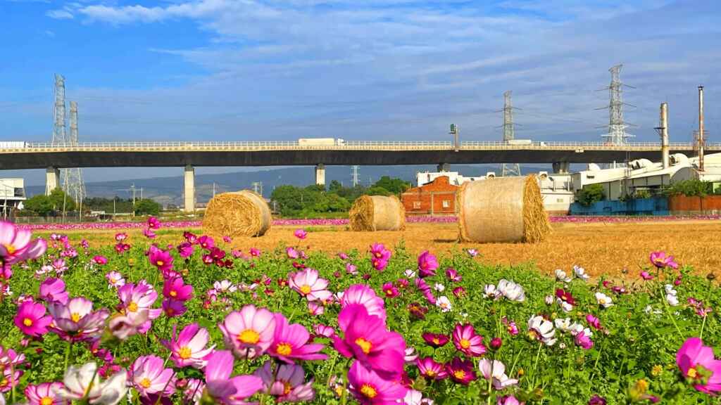 ▲和美鎮長林庚壬表示，今年的「花現和美」景觀，展現了114年和美鎮的特色，這次在交流道附近（和美鎮線東路6段107號附近農田）規劃了約7公頃的波斯菊花田，結合陳榮生等多位農友，打造了一處亮眼的景觀。（記者林明佑攝）