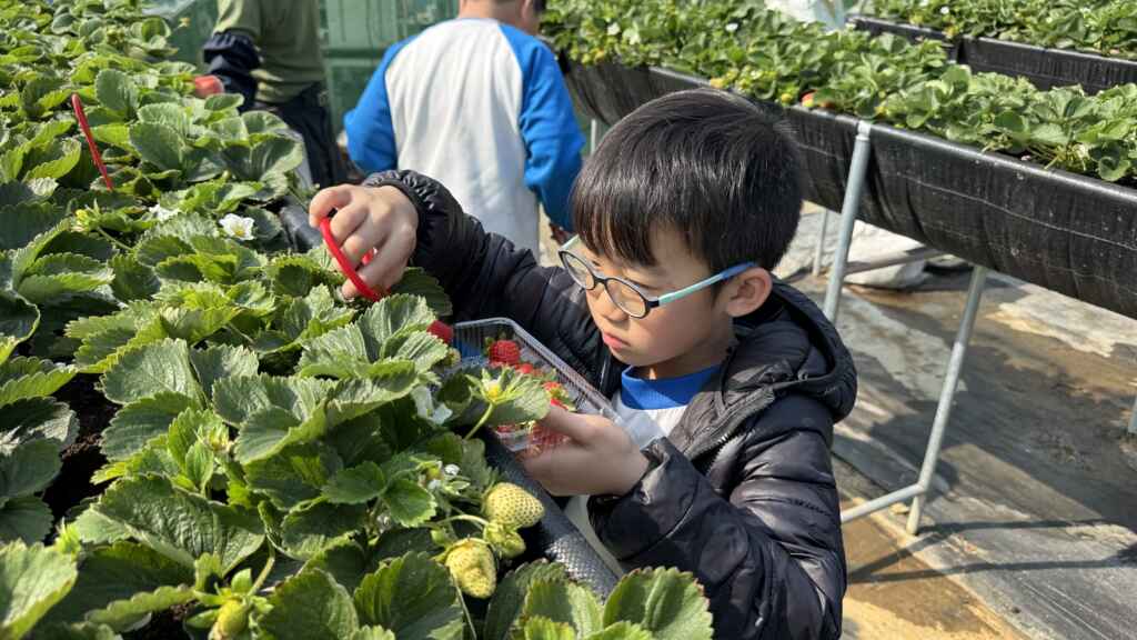 ▲彰化市東區國聖國小近日受「彰化市草莓園」園主張鴻源先生邀請，帶領全校學生走出教室，親身體驗無毒草莓採摘。 （記者林明佑翻攝）