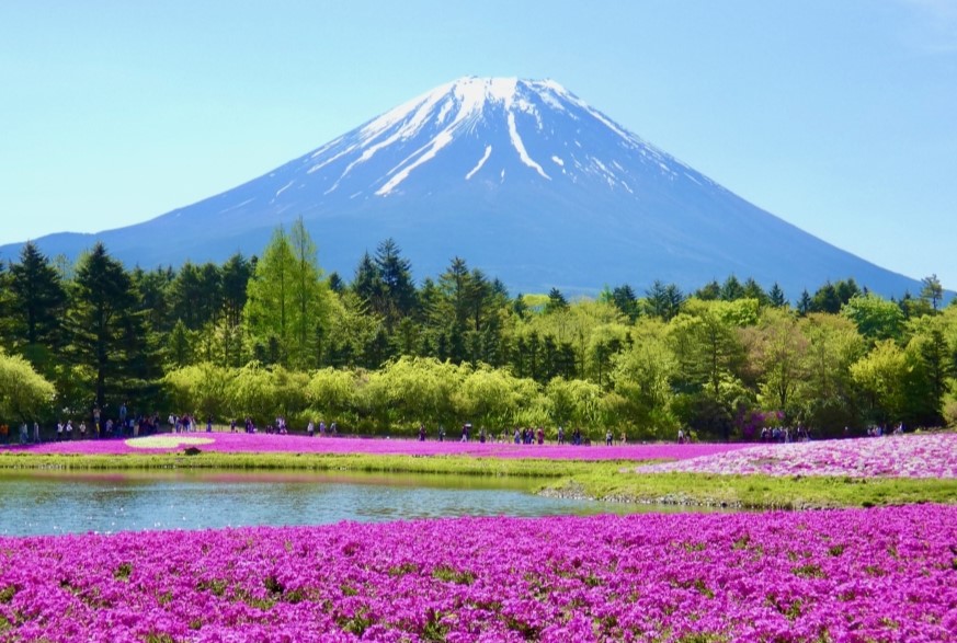 ▲日本河口湖大石公園芝櫻，與壯麗的富士山相映成趣