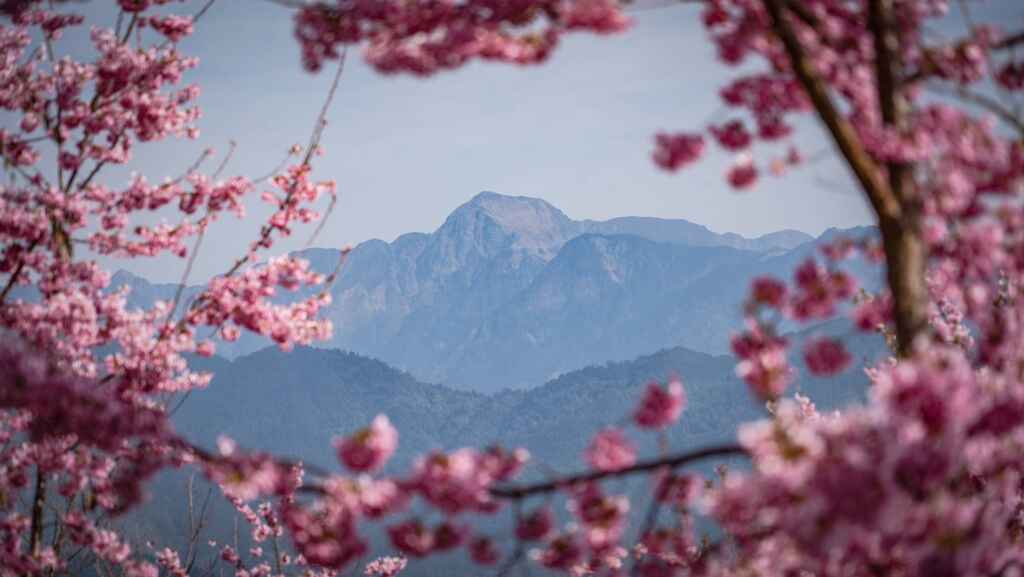 ▲這場結合高山美景與泰雅文化的婚禮,也誠摯邀請所有遊客,一同前來感受梨山獨特的浪漫氛圍。(參山國家風景區管理處提供)
