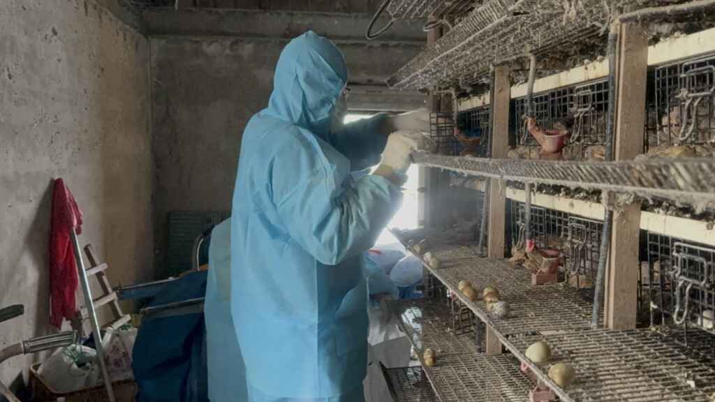 ▲二林鎮1場鵪鶉場確診感染新型H5N1亞型高病原性禽流感病毒，動防所防疫人員於今日完成該場鵪鶉場撲殺清場及消毒工作，計撲殺6萬4,300隻鵪鶉。（彰化縣動物防疫所提供）