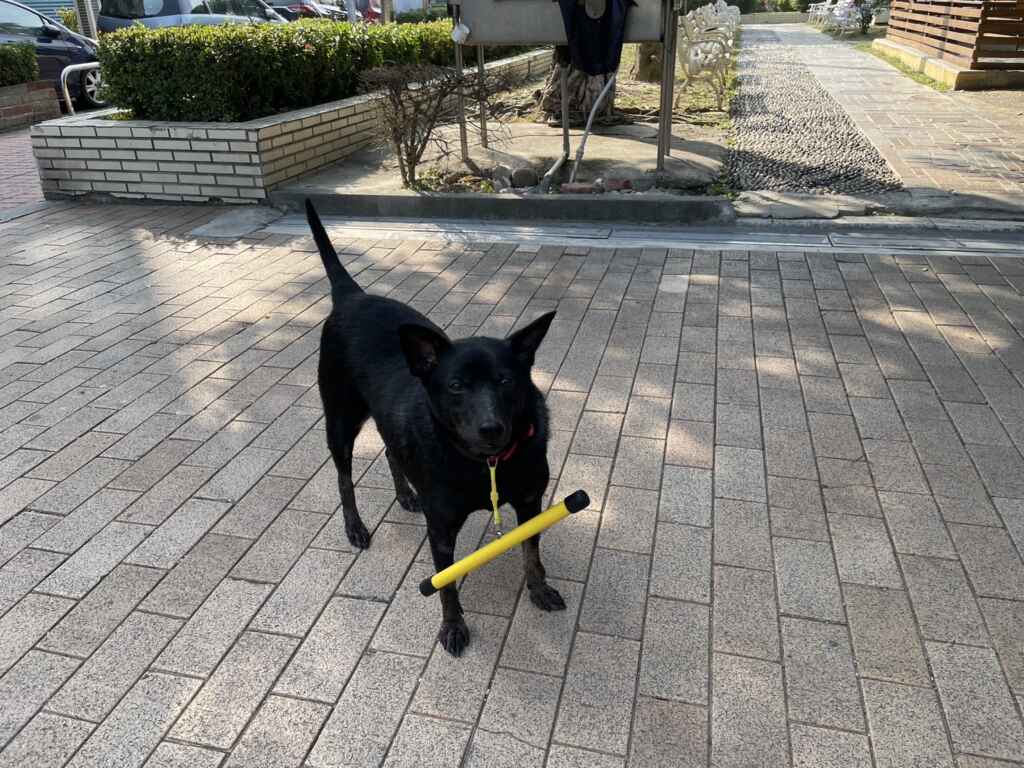 ▲彰化縣試辦遊蕩犬配掛矯正棍，降低追人追車行為，若縣民家中飼養的犬隻有配掛需求，也可向彰化縣動物防疫所申請領取。（彰化縣政府提供）