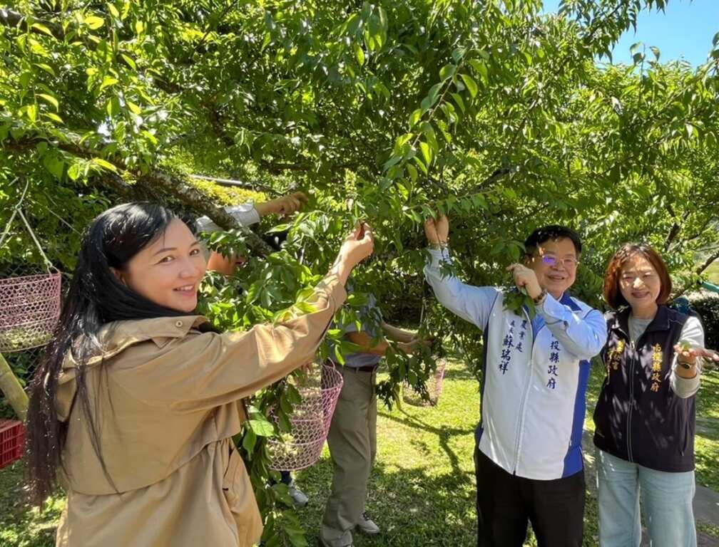 ▲體驗傳統採收方式,遠離都市喧囂,享受田園樂趣。(記者蘇彩娥攝)