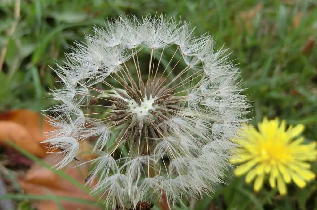桂花泉步道周邊為瀕危植物台灣蒲公英重要棲地