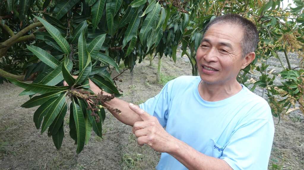 ▲羅家果園園主羅福村期盼政府相關單位能提供適當補助,減輕農民的損失與壓力。(記者林明佑攝)