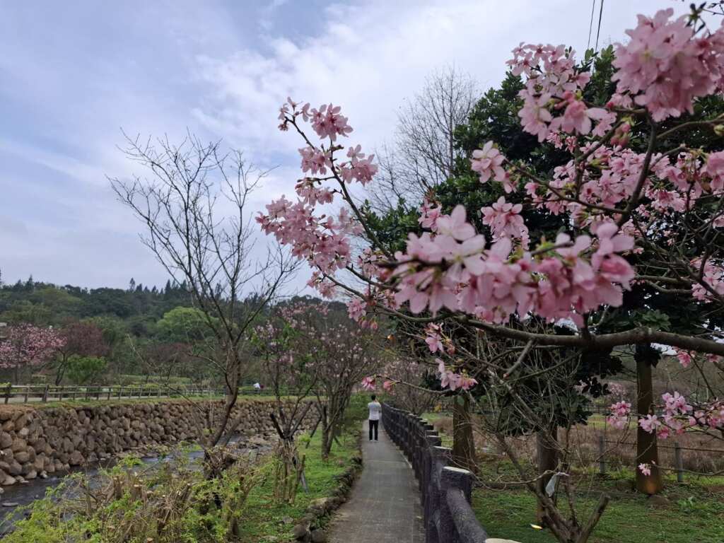▲三生步道櫻花美景。（新北市漁業處提供）