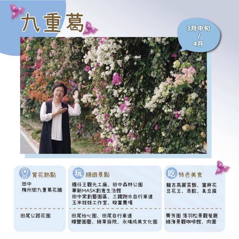▲田中鎮梅州街的巨型九重葛花牆綿延300公尺,七彩花海如瀑布自由垂落,每到花季就掀起打卡熱潮。(彰化縣政府城觀處提供)