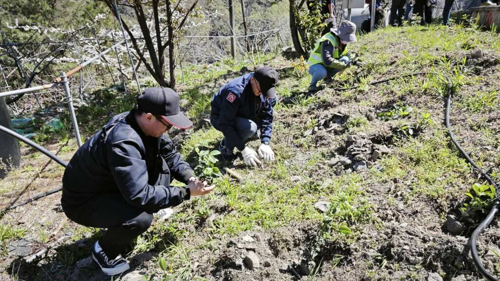 ▲為響應植樹節的永續環保精神,交通部觀光署參山國家風景區管理處今(12)日在苗栗南庄、梨山及南投名間三地轄區,同步舉辦植樹與送樹苗活動。(參山處提供)