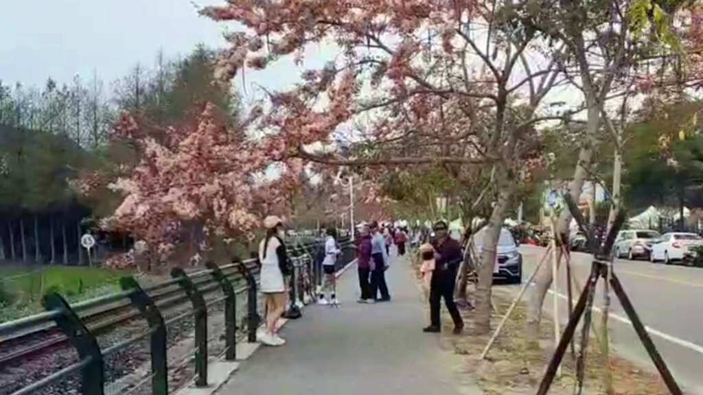 ▲彰化縣二水鄉的花旗木步道迎來一年一度的粉紅盛宴，「2025經典小鎮系列活動-自行車暨鐵道櫻花音樂季及兒童權利公約宣導活動」於3月29日至4月13日在源泉派出所旁的花旗木步道舉行。（記者林明佑翻攝）