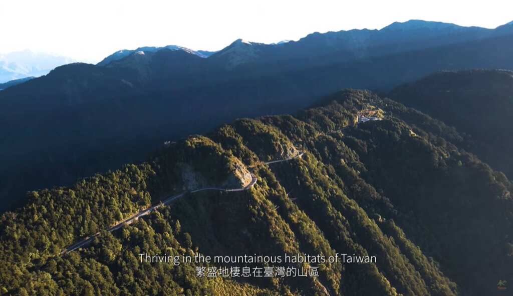 ▲台灣中部地區不僅是留鳥的天堂，也是許多過境鳥和候鳥的重要棲息地。（參山處提供）