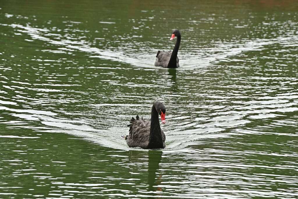 ▲盧秀燕嫁女兒歡送「鵝」子、女「鵝」，與北市府、北大與東大「結親家」。（記者張玉泰攝）