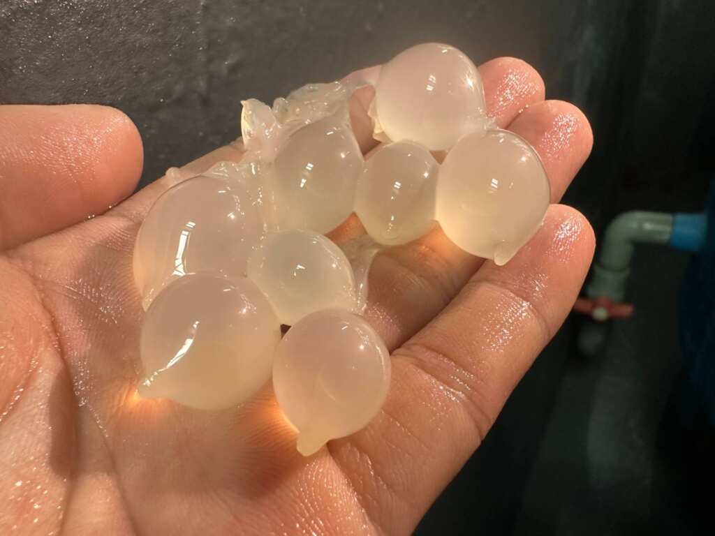 ▲宛如水晶餃的花枝受精卵。(新北市漁業處提供)
