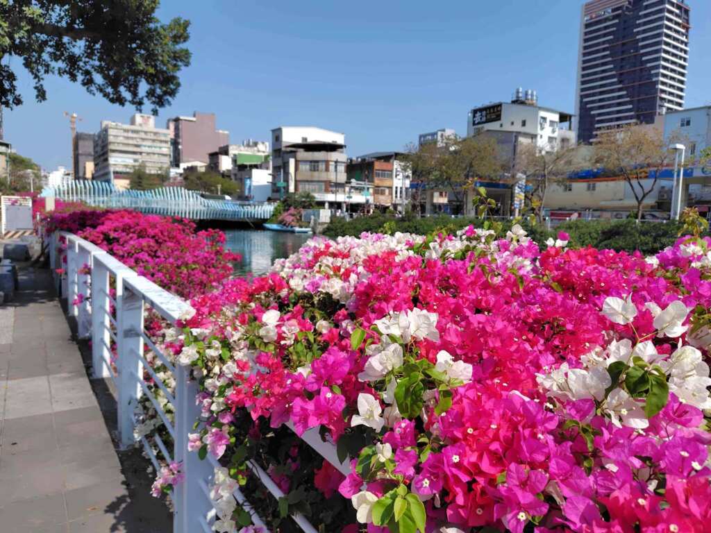 ▲九重葛耐旱、耐熱，特別適合日照充足的高雄。（高雄市公園處提供）