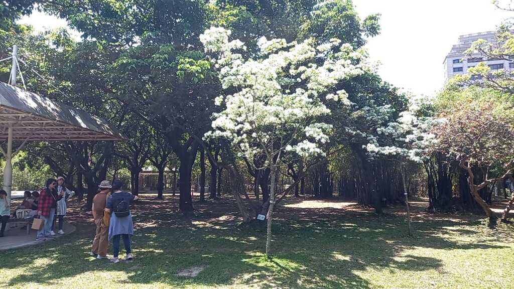 ▲大安森林公園流蘇花開，吸引民眾駐足欣賞。（台北市公園處提供）