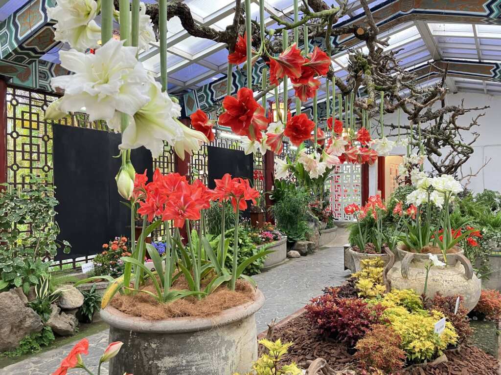▲孤挺花、彩葉草與當季花卉交織而成的春日花園。（臺北市政府工務局提供）