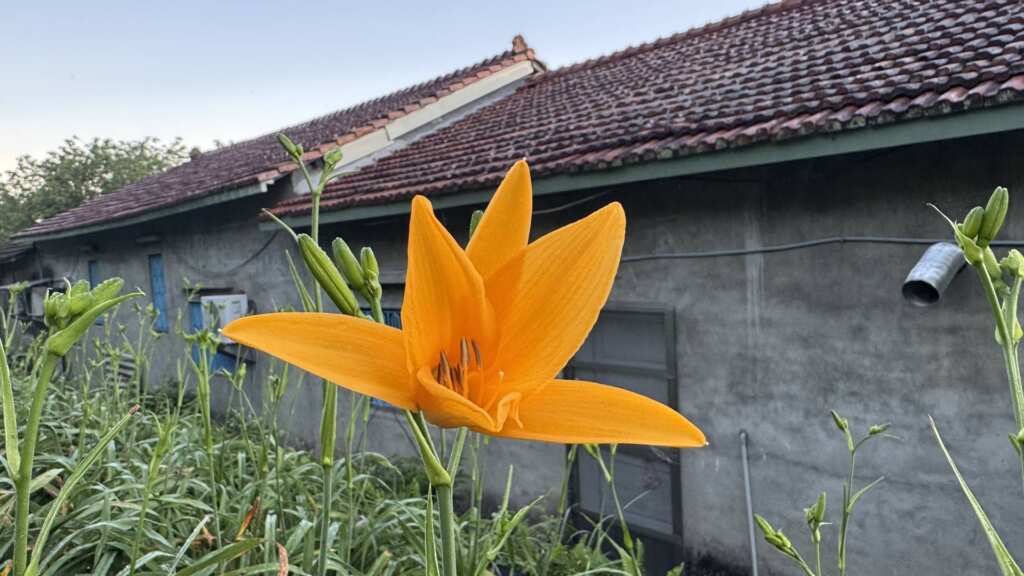 ▲花壇虎山巖金針花開花了,五月母親節將迎接30萬株金黃色花海。(處山處提供)