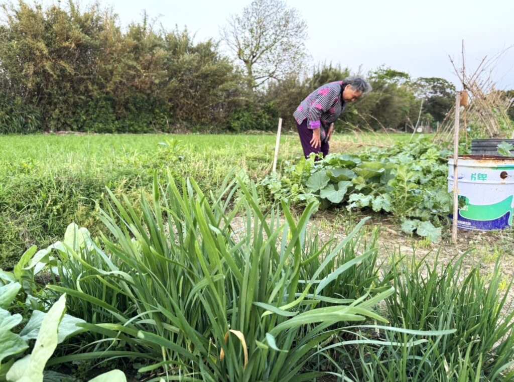 ▲竹縣老農好安心，滿65歲享農保自付額補助。（新竹縣農業處提供）