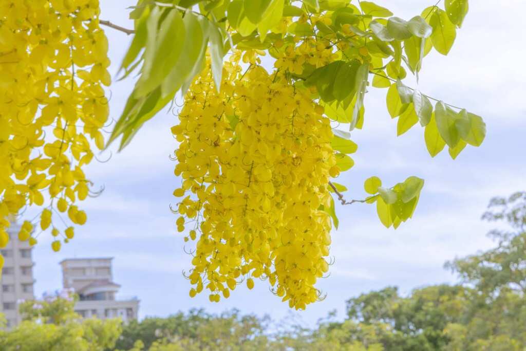 ▲ 鮮黃花序成串下垂，有「黃金雨」的美稱。（高雄市政府提供）