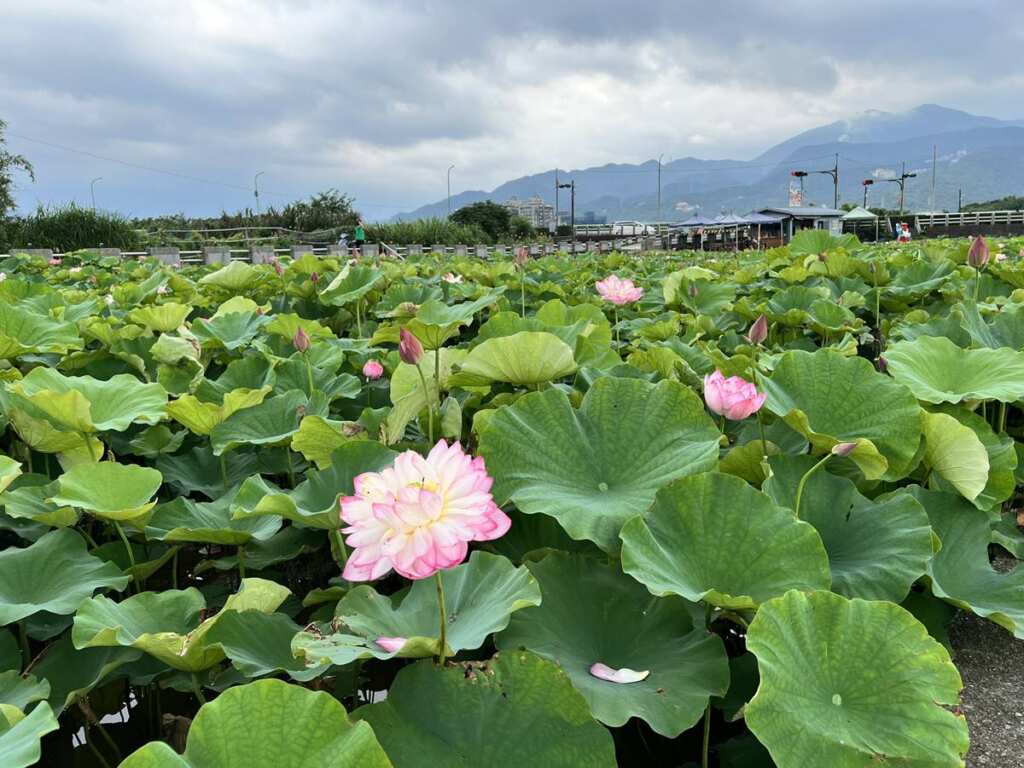 ▲金山六三農再社區種植許多牡丹蓮。