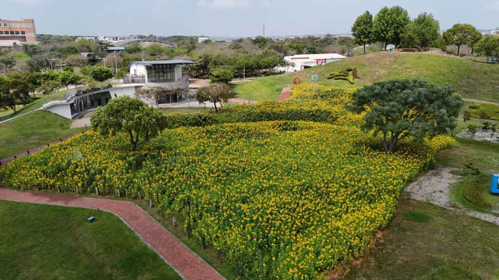 ▲ 向日葵花海空拍圖。（台中市政府提供）