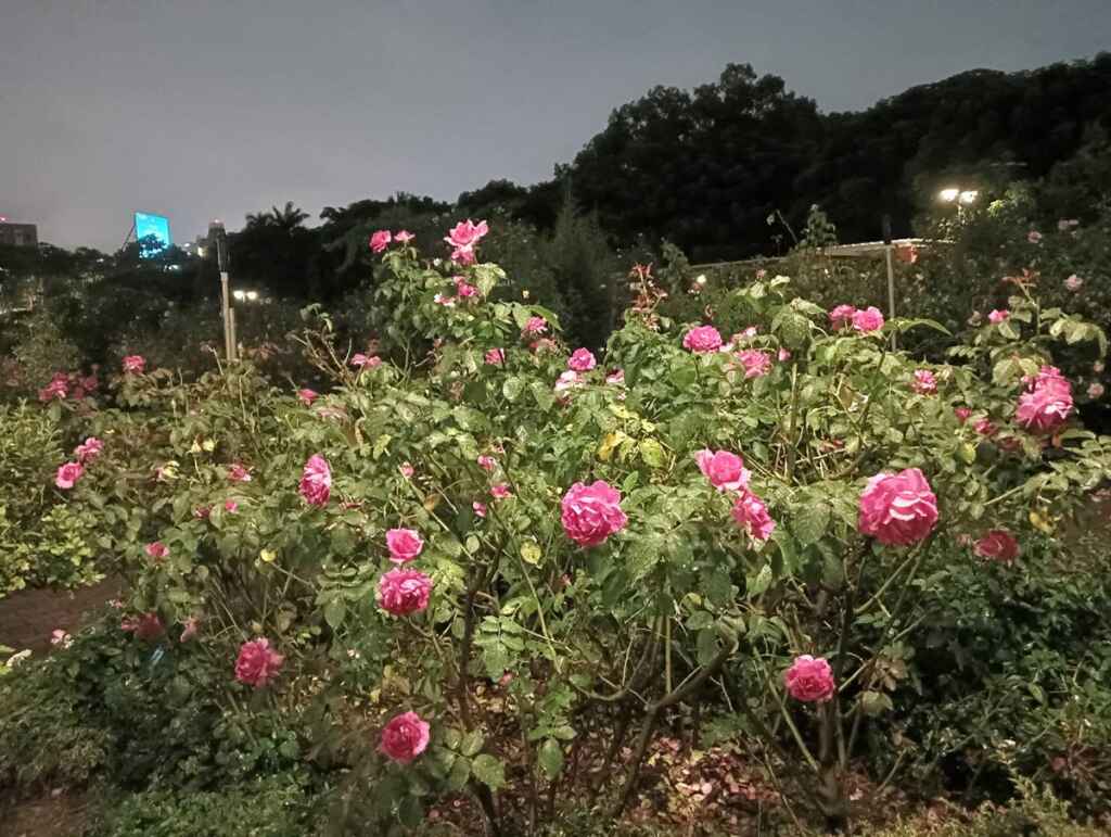 ▲臺北玫瑰園在夜色下,花朵更顯嬌美,園區內瀰漫浪漫的氛圍。(台北市公園處提供)