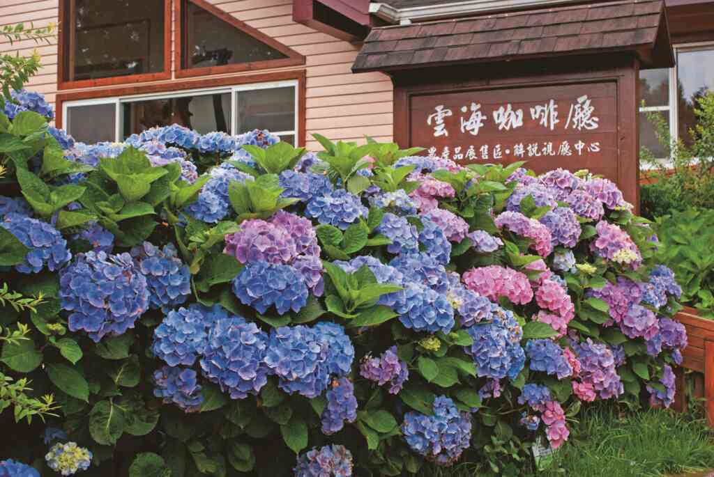 ▲五峰雪霸休閒農場的繡球花海,不時繚繞於山嵐雲霧間,不僅能觀賞花團錦簇的繡球花美景,俯瞰壯闊山景及雲海。(新竹縣政府提供)