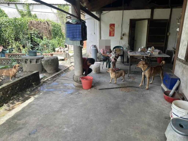 報案人周姓女子共飼養7犬隻，未盡寵物晶片、絕育與狂犬病注射等飼主責任，並長期放任犬隻在外遊蕩追咬路人，屢勸不聽。