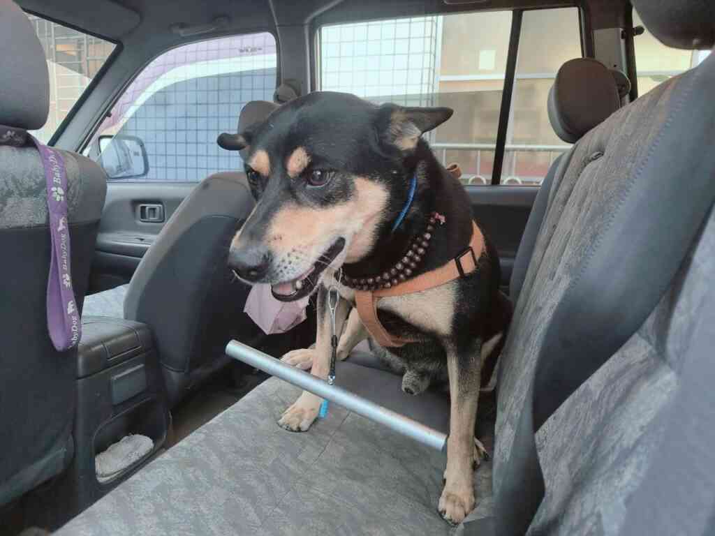 ▲犬隻佩戴矯正器後明顯改善追車問題,未配戴矯正器的犬隻看到佩戴矯正器的犬隻後也變得較溫馴。(嘉義縣政府提供)