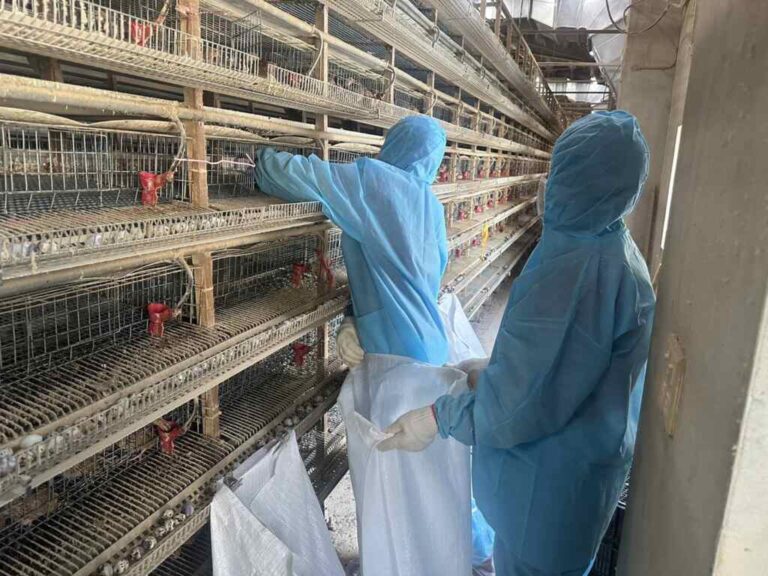 ▲鹿港鎮1場鵪鶉場確診感染新型H5N1亞型高病原性禽流感病毒，動防所防疫人員於4日完成該場鵪鶉場撲殺清場及消毒工作，計撲殺3萬4,236隻鵪鶉。（彰化縣動物防疫所提供）