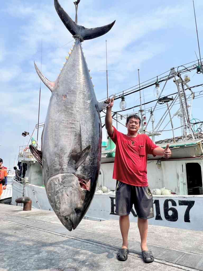 ▲黑鮪魚釣起現身時，壯碩的魚身令圍觀民眾發出讚嘆聲。（屏東縣政府提供）