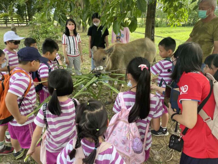 ▲果毅國小學童與牛隻互動。（臺南市政府提供）