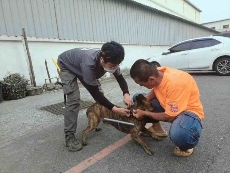 ▲在岑海里長翁億穎協助之下，將捕獲浪犬配戴戴矯正器，目前觀光區內犬隻追車咬人比例已降七成。（嘉義縣政府提供）