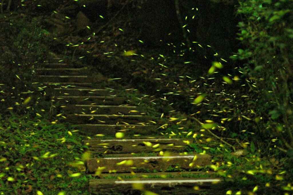 ▲文觀局今年與雄獅旅遊攜手推出4條賞螢導覽觀光遊程,有公興森態園區、圓潭生態園區、迷糊步道及梨園寮行程。(嘉義縣政府提供)