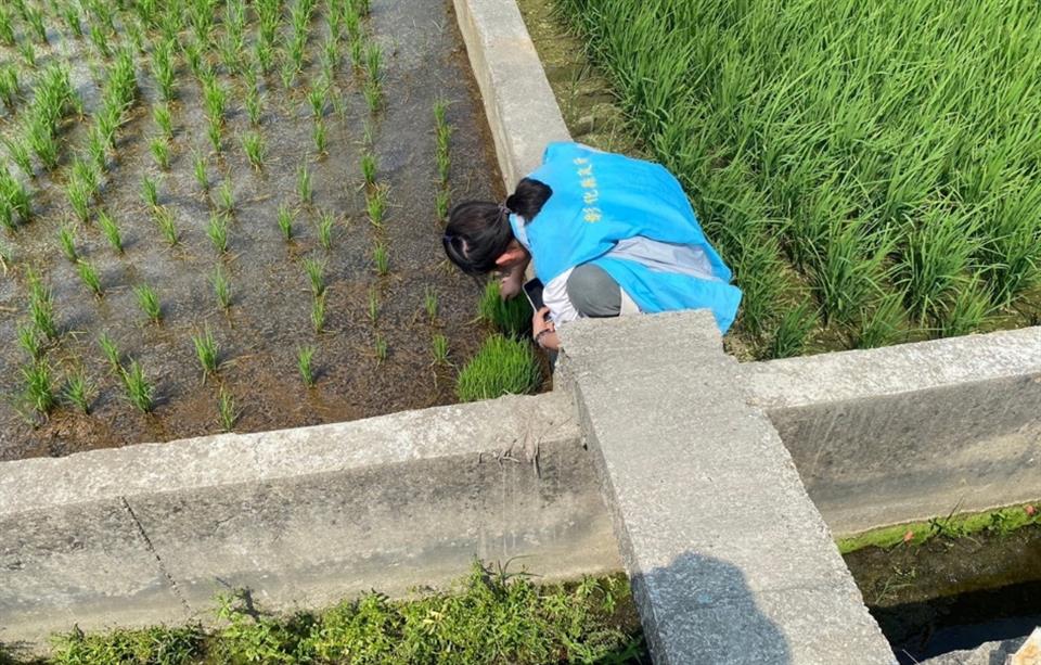 水稻葉稻熱病已零星出現　彰化縣政府籲農友加強防治