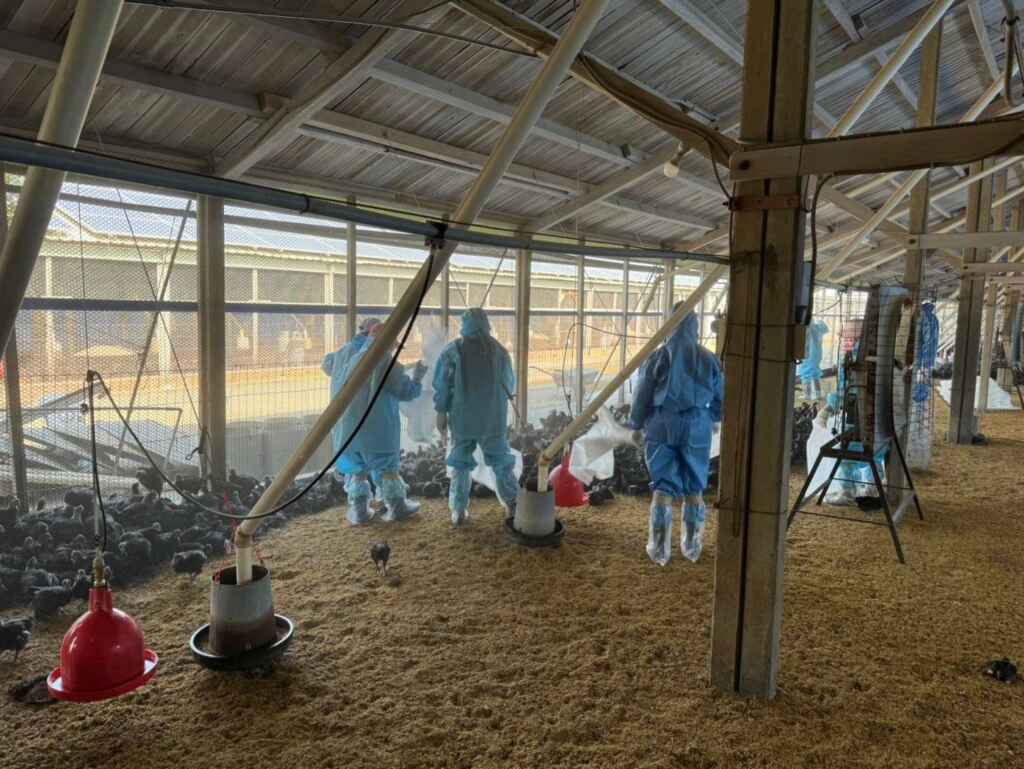 ▲防疫所呼籲禽農,務必依規定落實禽場生安操作,方可降低禽隻染病風險,(雲林縣政府提供)