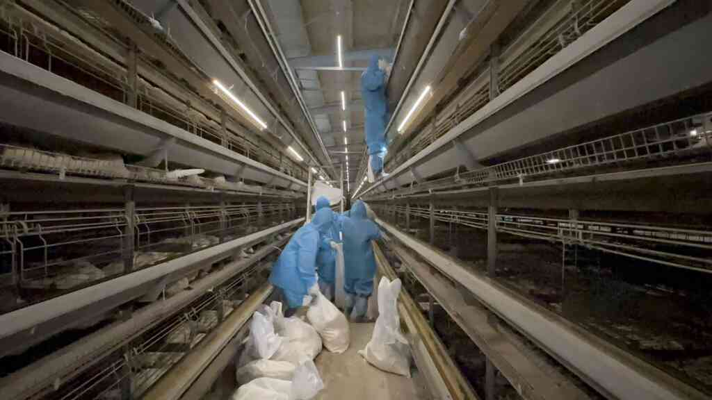 彰化芳苑鄉1蛋雞場確診H5N1禽流感　撲殺近4萬隻雞清場消毒