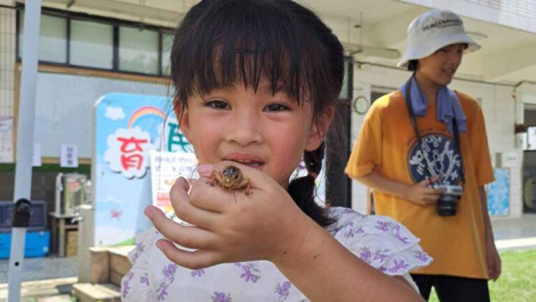 ▲幼童們在「灌蟋蟀」活動中熱情高漲。（育民幼兒園提供）