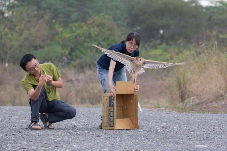 ▲屏東縣鹽埔鄉發現一隻受困的草鴞幼鳥，經過3個月照料，已成功野放。（屏東縣政府提供）