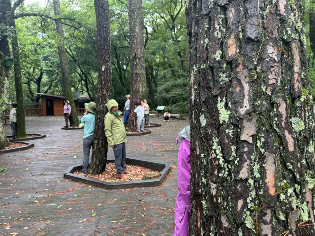 ▲奧萬大森林療癒活動尋找心中的樹。(林業保育署南投分署提供)