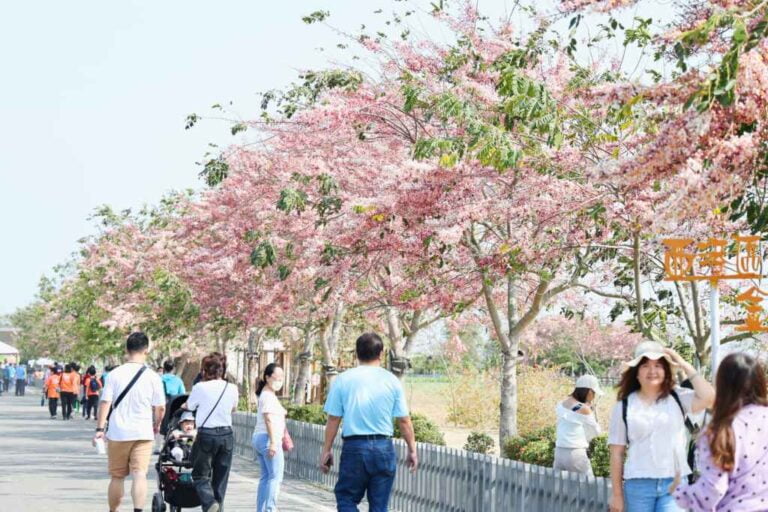 ▲西港花旗木盛開時整棵樹如同櫻花樹般非常美麗，粉嫩花色將西港鄉間小徑妝點得更迷人、浪漫。（台南市政府提供）