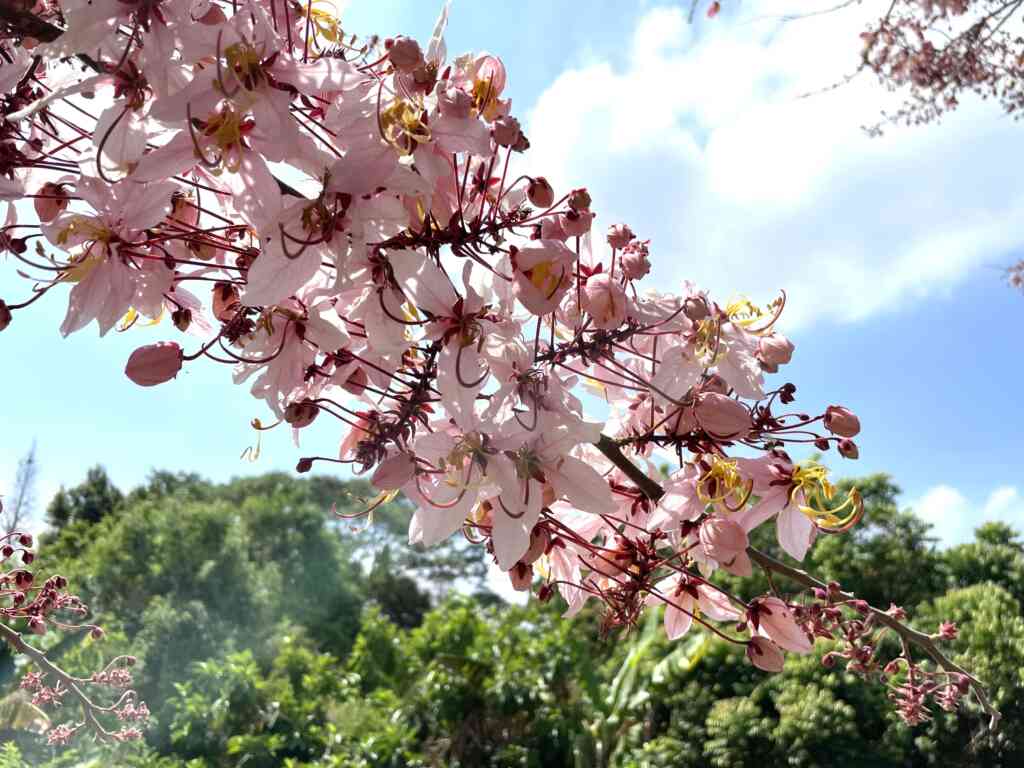▲二水花旗木（又稱：平地櫻花）的盛開期在3月底至4月初。（參山處提供）